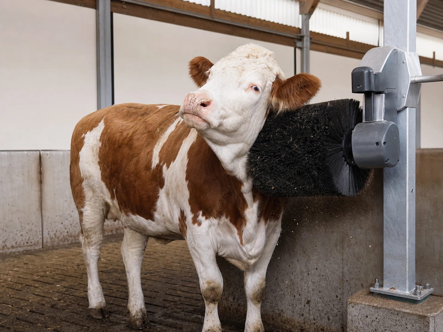 Livestock Cow Body Grooming Brush Use
